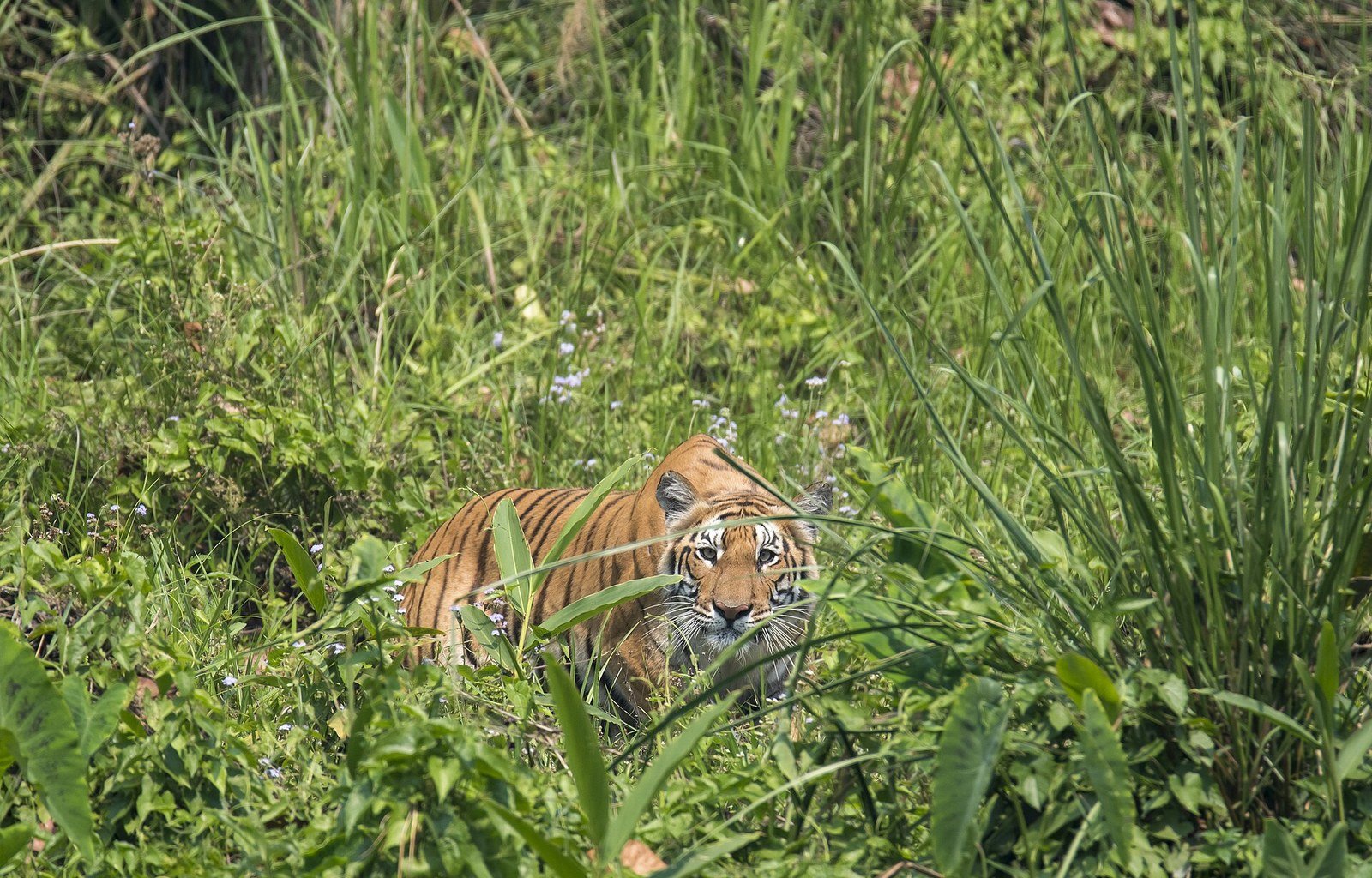 Tigre del Bengala fotografata nel Chitwan National Park in Nepal, immagine d’archivio illustrativa