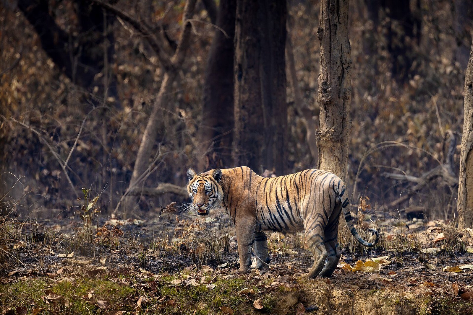 Tigre del Bengala nel Bardiya National Park in Nepal nel 2024, fotografia d’archivio illustrativa