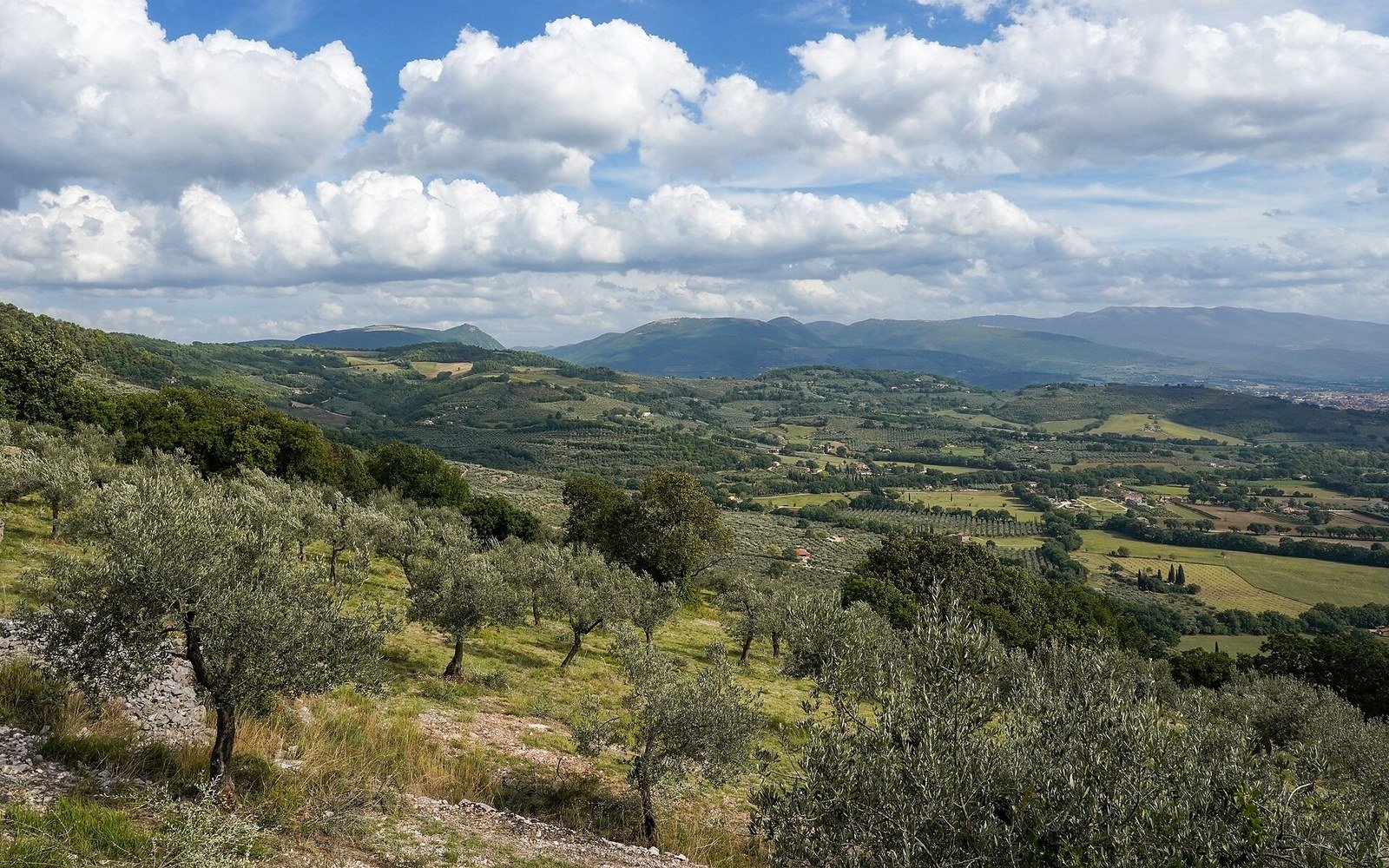Paesaggio reale di oliveti sulle colline umbre vicino a Spello