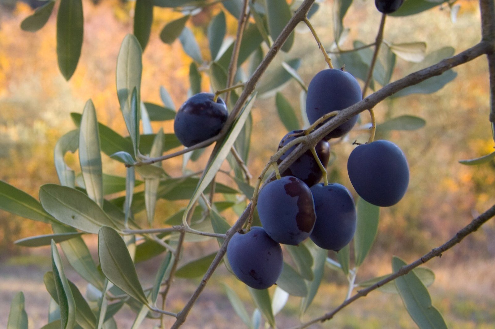 Olive mature su un ramo fotografate da vicino