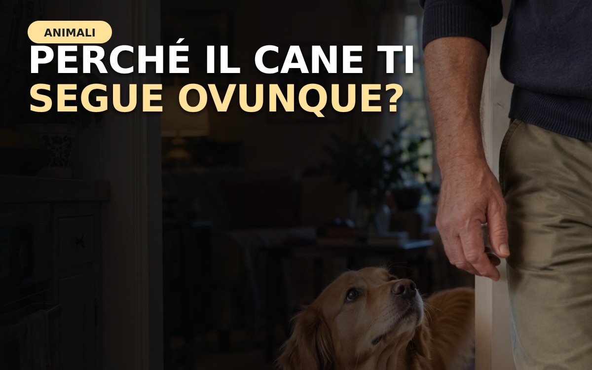 Cane che segue il proprietario in casa